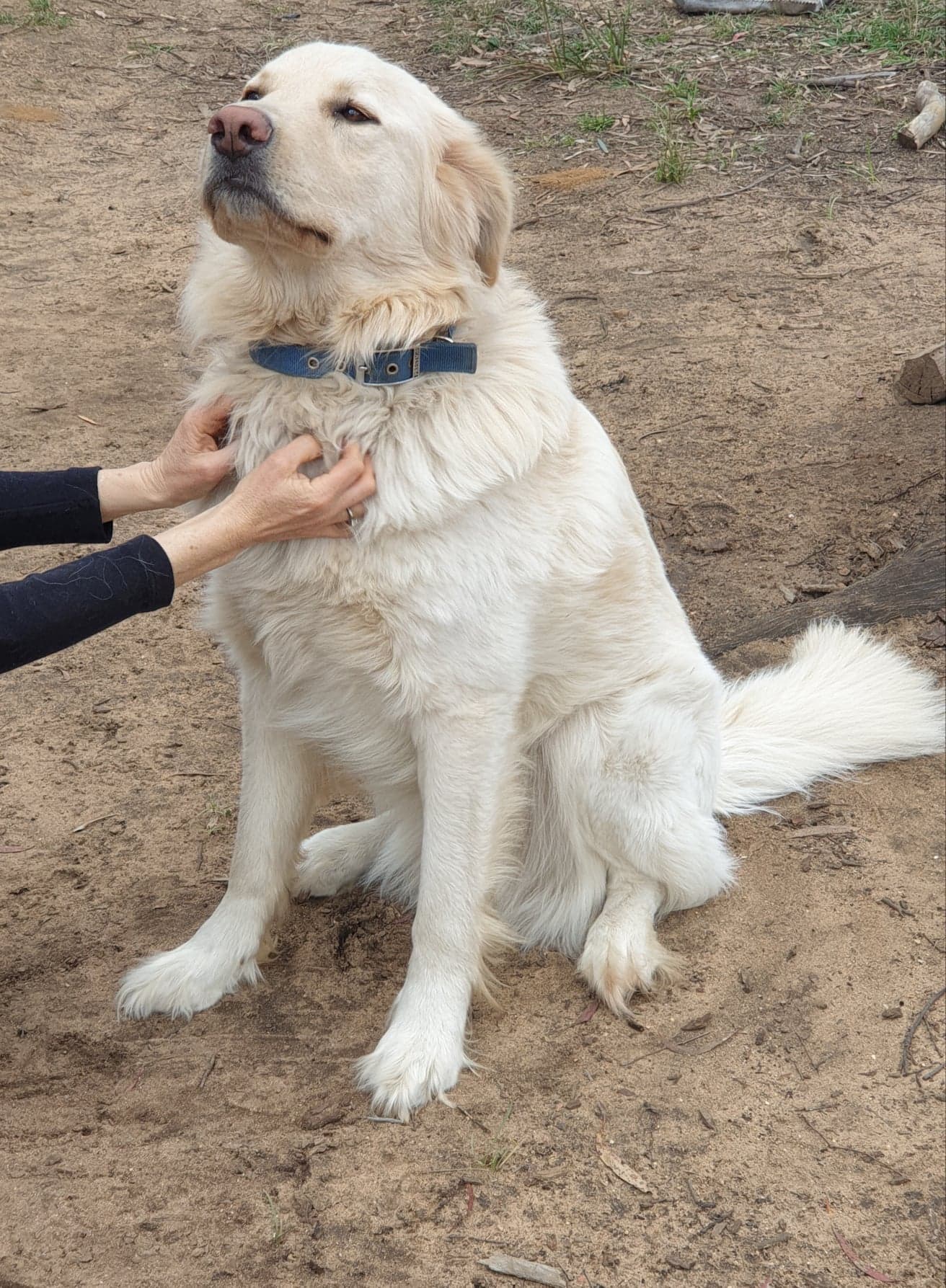 Teddy (sire)